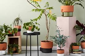 It does best with low, indirect light, which makes it a great indoor plant for the home and office. Best Plant Pots For Indoor Plants London Evening Standard Evening Standard
