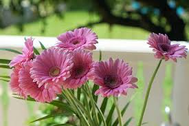 Abbiamo cercato in alto e in basso le migliori offerte su fiore gerbera, solo dai rivenditori più affidabili. Gerbera Fiori Margherite Foto Gratis Su Pixabay