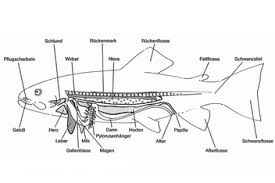 Auf der suche nach einer antwort haben entwicklungsbiologen nun einige von den molekülen identifiziert, die lage, gestalt und orientierung der inneren organe bestimmen. Anatomie Der Forellen Forellenzucht Krailigen