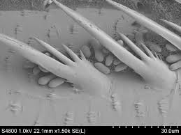 Check spelling or type a new query. Blastospores Of Metarhizium Brunneum Image Eurekalert Science News