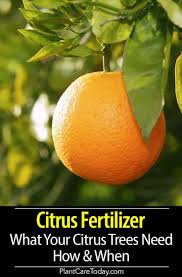 Complete citrus fertilizer comes in two varieties: Citrus Fertilizer What Your Citrus Trees Need How When Growing Citrus Citrus Tree Indoor Citrus Plant