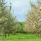 Rich's Cider Tour & Tasting event image