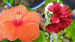 ফুল flowers name list in bengali. 17 Different Type Of Summer Flowers Name Pictures In Bengali And English Top Summer Flowers Plants Youtube