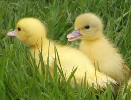 Raising Muscovy Ducks The Hedgecombers