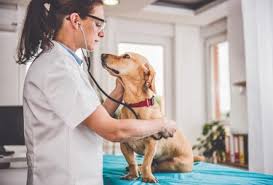 Modernize Your Veterinary Clinic: 5 Winning Strategies