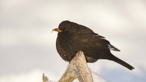 The cast formed such a close bond that they all got matching tattoos of a blackbird on the last day of filming. Blackbird Devon Wildlife Trust