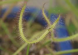 Image result for Adenostemma afrum