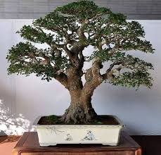 How To Revive Ficus Bonsai Losing Leaves Bonsai Tree Gardener Bonzai Tree Indoor Bonsai Tree Indoor Bonsai