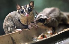 Sugar Glider Facts Anatomy Diet Habitat Behavior Animals Time