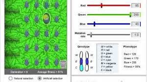 Fill gizmos natural selection answers: Evolution Natural And Artificial Selection Gizmo Activity 1 Tutorial Youtube