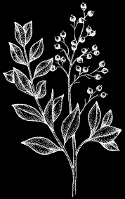 We did not find results for: Rama Con Frutos De Henna Lawsonia Inermis Download Scientific Diagram