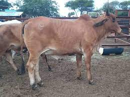 Prior to passing away in 2013, he was a mainstay on v8 ranch for many years as a herd bull. Brahman Classified Ads For Livestock In Pretoria Olx South Africa