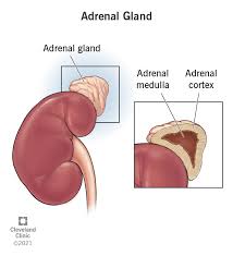 Endocrine System - Wikipedia
