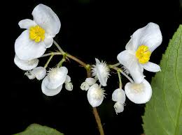 Image result for Begonia wollastonii
