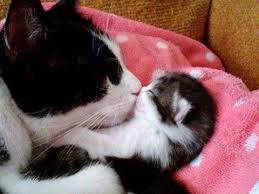 Pin On Animals Their Babies