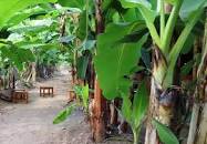 Image result for The Land of Banana