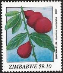 Image result for Hexalobus monopetalus