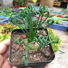 Image result for Albuca nigritana