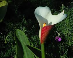 Image result for Zantedeschia aethiopica