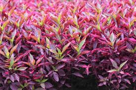 Image result for Alternanthera
