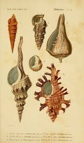 V 3 1849 Atlas Zoologie Botanique Dictionnaire Universel D Histoire Naturelle Biodiversity Heritage Library Les Arts Zoologie Art Coquillage