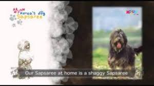 Want daily sapsal price updates? Korea S Ghost Dog