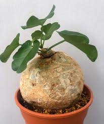 Image result for Pyrenacantha