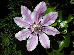 Clematis is a genus of about 300 species within the buttercup family, ranunculaceae. Clematis Wikipedia