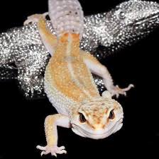 Get insurance from a company that's been trusted since 1936. Nl Geckos Startseite Facebook
