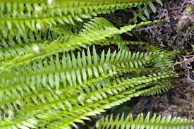 Image result for Blechnum punctulatum