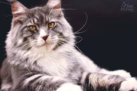 Maine coon cats were found as far back as the 1800's in maine, new england. Maine Coon Kittens Sassy Koonz Maine Coon Cats