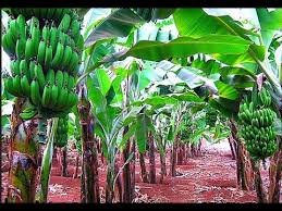 1 cara menanam pohon pisang dengan benar. Menanam Pisang Cara Canggih Menanam Pisang Terbaik Di Dunia Youtube