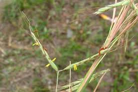 Image result for Hyparrhenia