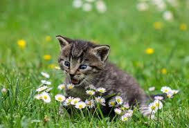 Imagem Gratis No Pixabay Kitty Gato Gatinho Cats And Kittens Cats Cute Cats