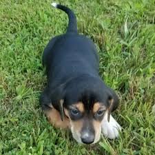List of black and tan coonhound mix breed dogs. Treeing Walker Coonhound Puppies For Sale Greenfield Puppies