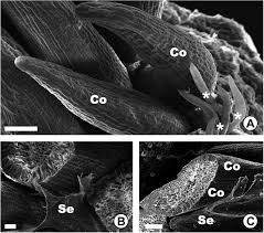 Image result for Aneulophus africanus