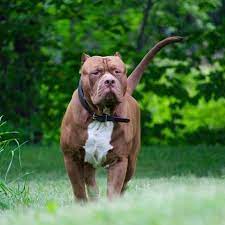 Dm or email for advertising visit our store!⬇️ @aretedogsupply aretedogsupply.com. This Is How Much The World S Largest Pitbull S Puppies Will Cost You