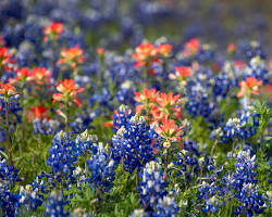 Image of spring flowers in Texas