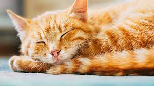 About press copyright contact us creators advertise developers terms privacy policy & safety how youtube works test new features press copyright contact us creators. Katze Eingewohnen So Funktioniert Es