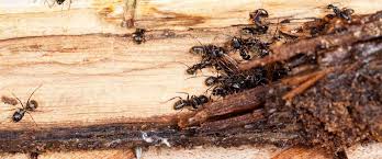 Ground bees are much easier to kill, as you can just pour boiling water into their burrow while they sleep, killing them instantly. How To Identify And Kill Wood Damaging Pests