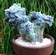 Maybe you would like to learn more about one of these? Eschevaria Pulvinata Cristata Frosty Echeveria Pulvinata Echeveria Colored Succulents