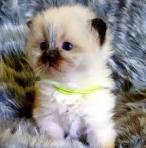 Scottish fold kittens - Home | Facebook