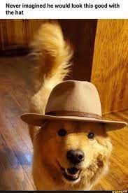 Never Imagined He Would Look This Good With The Hat Ifunny Cute Animals Cute Funny Animals Funny Dog Jokes