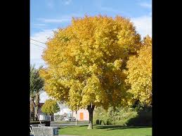 Image result for Fraxinus velutina