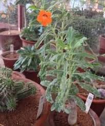 Image result for Litanthus pusillus