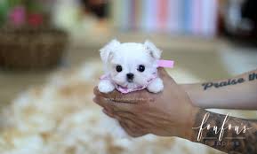 Happy teacup homes are having amazing teacup maltese puppies for sale. Fantasy Desember 2018