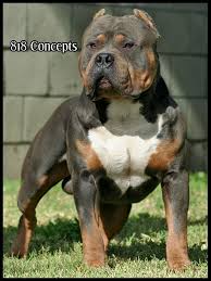 Black American Bully Xl Price One Day I Will Have Tri Color American Bully I Love Love Love Them Bully Dog Pets Cute Animals