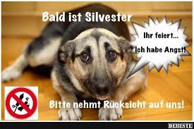 Bald Ist Silvester Silvester Lustig Hundespruche Hund Zitat