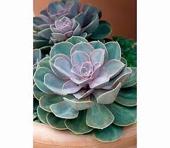 Echeverie Blue Prince Dehner Garten Center Pflanzen Pflege Echeveria Zimmerpflanzen