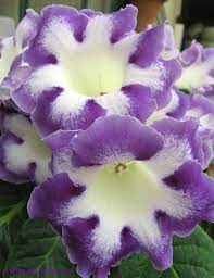Pin On Flowers